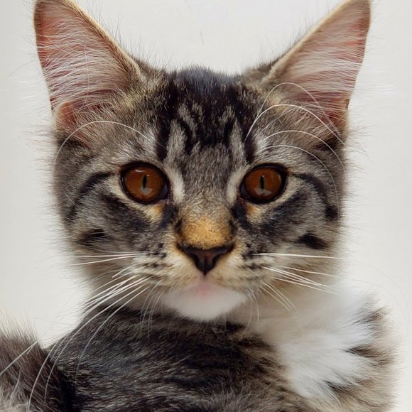 Meet your Posher, Tami - Picture 13 of 13